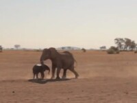 elefant salvat