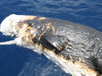 balena moarta, scurgere de petrol