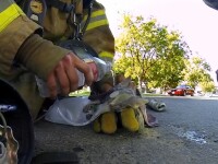 Pisica salvata de pompier