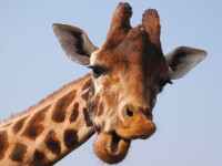 girafa