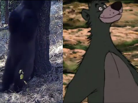 Ursul si internetul. Imaginile in care un urs din Statele Unite se scarpina de zor de un copac s-au viralizat online