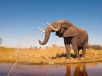 Agonia unui elefant intins la pamant care plange, cu doar cateva ore inainte sa moara. Imaginea tragica a starnit revolta