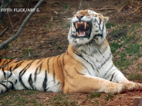 Dupa leul Cecil, si tigrul lui Putin a fost impuscat. Detaliul pe care presa din Rusia incearca sa il ascunda