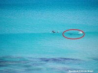Intalnire de gradul zero intre un surfer si un rechin, in largul oceanului. Fotografiile unui turist au devenit viral