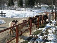 Gradina zoologica din Brasov scoate la vanzare mai multe animale. Cat costa un ponei sau un porc vietnamez