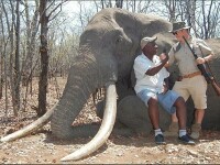 Imagini revoltatoare, la 3 luni de la moartea leului Cecil: un vanator a ucis cel mai mare elefant din ultimii 30 de ani