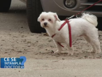 Cand este nevoie de vaccinurile antirabic si antetanos dupa o muscatura de caine. Sfaturile medicilor