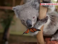 urs koala, fluture