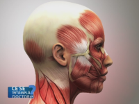 Microfibrele elastice resorbabile, alternativa la liftingul facial. Cum ajuta la rejuvenarea tenului