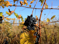 Vinul nostru incearca sa scape de renumele prost si izul de DNA. “Multi consumatori spun 'Romania, vin, pe bune?'