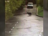 O ursoaică cu 3 pui a apărut într-o zonă de supermarketuri din Braşov. Martorii au sunat la 112