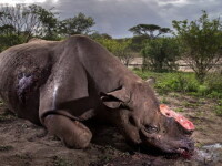 Fotografie şocantă, cu un rinocer măcelărit în Africa, premiată la concursul Wildlife Photographer of the Year