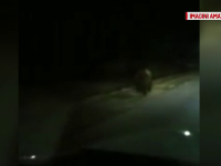 Incident straniu în Dâmbovița. Urs filmat în zona de câmpie, departe de pădure