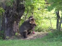 Ursul care a rănit doi oameni, în Făgăraș, va fi împușcat