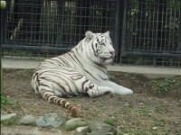 Bărbat ucis de un tigru alb, la ZOO. De ce intrase în cuşca animalului