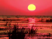 Secătuită de braconieri, una dintre comorile României este în mare pericol