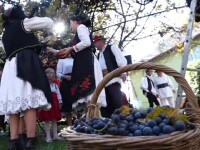 Obicei în Maramureș. Îmbrăcați în straie populare, oamenii ajută la culesul strugurilor