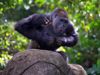 Maimuta agresiva