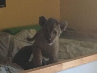 Pui de leu, găsit într-un pat de bebeluş