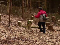 Sute de copaci tăiați ilegal, într-o pădure din Cluj. Cum au acționat hoții