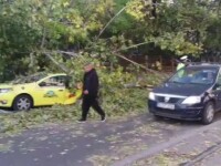 copac cazut peste un taxi