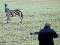 O zebră scăpată de la circ a fost împușcată de poliție. Ce le-a făcut unor şoferi