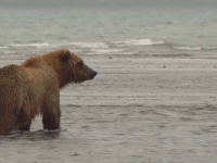 Concurs inedit pentru urșii din Alaska. Cum s-au 