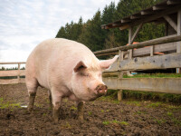 Peste 500.000 de porci au fost sacrificați din cauza pestei porcine. Câte focare sunt încă active