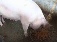 O femeie a murit după ce a fost atacată de porcul din gospodărie. Animalul i-a mâncat mâna