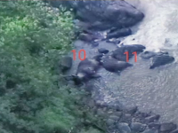 11 elefanți, găsiți morți la baza unei cascade din Thailanda. Scenele filmate cu o dronă