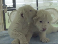 Doi pui de leu alb, vedetele unei grădini zoo. De ce au fost abandonați de mamă