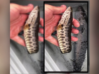 Pești care pot supraviețui pe uscat descoperiți în Asia. Populația, avertizată să îi ucidă