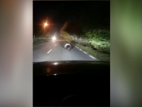 Alertă în Bistrița. Creatura care se plimbă nestingherită pe străzile de la periferie