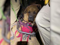 Câine de 85 de kilograme, salvat de pe munte, după ce a leşinat de oboseală