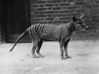 Tigrul marsupial - 1