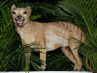 O creatură care ar fi dispărut în urmă cu zeci de ani, zărită de australieni în zone locuite