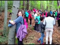 Autorităţile vor să taie 8.000 de copaci lângă Braşov, ca să facă un drum forestier