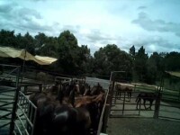 Cai de curse torturați și sacrificați pentru consum. Imaginile care au șocat Australia