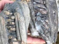 Un britanic a descoperit, la doar câteva luni distanţă, resturile a doi dinozauri uriaşi