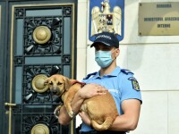 Marcel Vela: Guvernul a aprobat înfiinţarea Poliţiei Animalelor