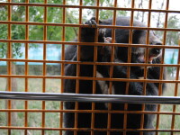 Un angajat al unui parc zoologic din Shanghai a fost atacat şi ucis de urşi în faţa vizitatorilor