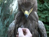 Vânătoarea cu pasări de pradă a putea fi legalizată în România. Cu cât poate fi cumpărat șoim polar