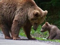 Președintele Iohannis a retrimis în Parlament Legea care permite împușcarea urșilor