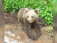 Un proiect pilot pentru îndepărtarea urșilor dă roade în unele zone din România. Despre ce este vorba