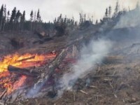 Incendiu puternic într-o pădure din județul Harghita. Pompierii s-au luptat cu flăcările o zi întreagă
