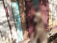 Cruzime rară. O cățelușă și cei trei pui ai ei au fost legați cu funie de gât și lăsați să moară