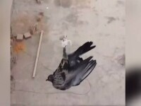 Peru: O pasăre care a atârnat 12 ore pe un cablu a fost salvat cu o dronă