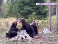 Bătaia urșilor, surprinsă de un bărbat la cules de ciuperci, în Harghita