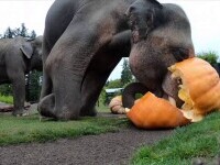 Elefanții de la grădina zoologică din Portland au sărbătorit Halloween-ul în avans