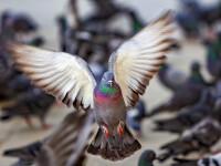 Un sucevean a furat în Belgia porumbei în valoare de 600.000 de euro. Ce s-a întâmplat cu păsările